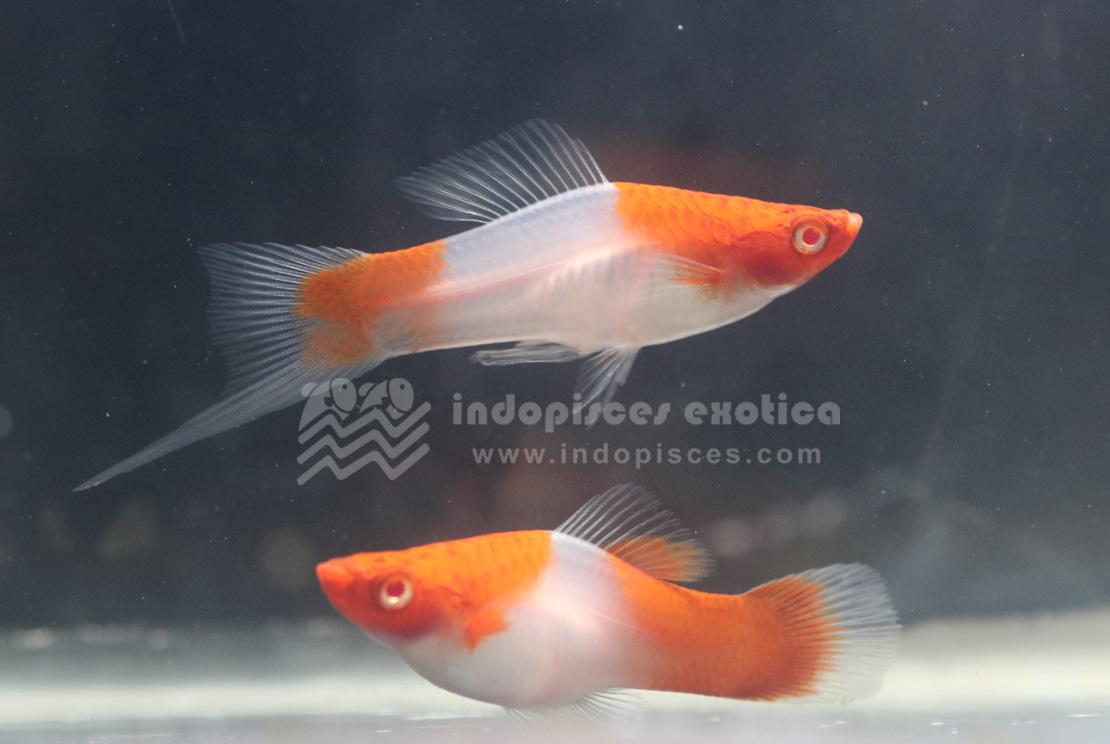 Indopisces Exotica